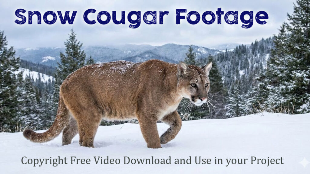 A newly hatched baby chick slowly emerging from a cracked eggshell on soft soil, tiny movements of its beak and wings, subtle blinking, warm morning sunlight casting natural shadows, gentle breeze moving nearby grass, shallow depth of field, ultra-realistic feathers and textures, soft camera movement as if filmed with a high-end cinema lens, natural outdoor soundscape, 4K hyper-realistic wildlife cinematography, National Geographic documentary style.